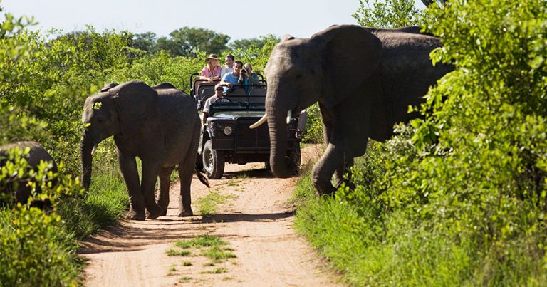 Elephants passing in front of safari truck
