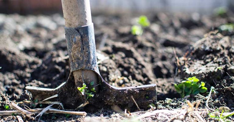 A shovel placed in the ground in a garden