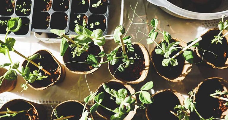 Small potted plants on a table