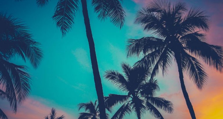 Palm trees with a sunset background in Hawaii