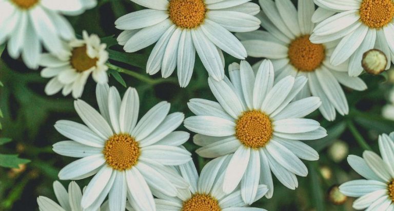 A garden full of white daisy flowers.